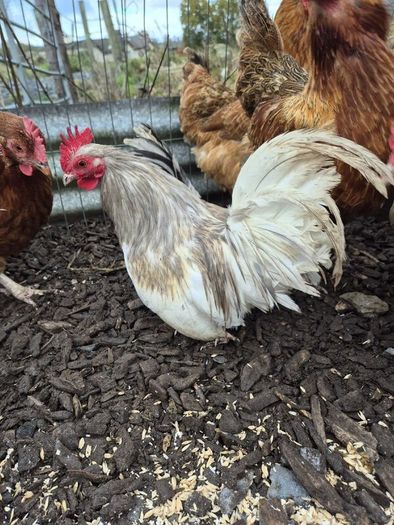 Bantom roosters