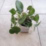 Chinese Money Plants - Pilea peperomioides Image 3