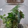 Home plant Image 5