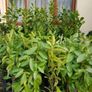 Large Plants and Shrubs Image 10