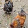 USA silkie roosters x2 Image 8