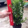 Box Hedging Image 5