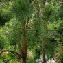 scotts pine trees Image 5