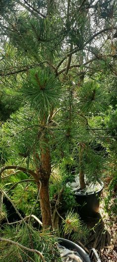 scotts pine trees