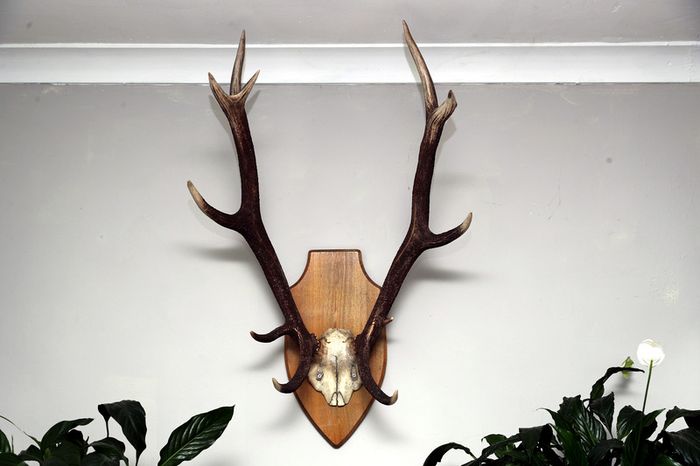 Antlers