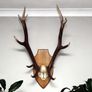 Antlers Image 6