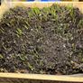 3 Tier planter Image 10