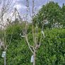 White cherry blossom tree Image 2