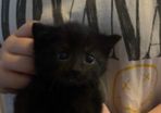 kitten