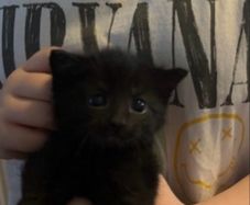kitten