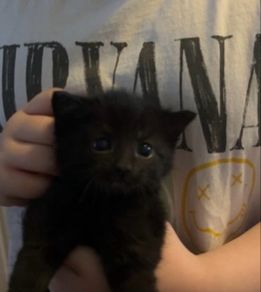 kitten