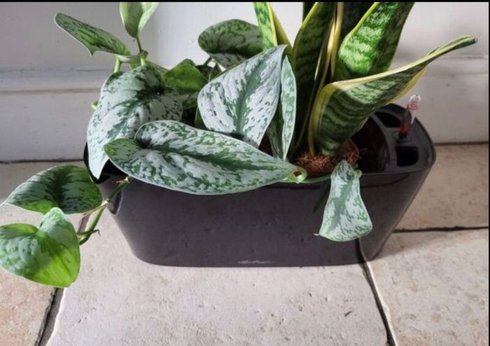Pot