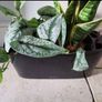 Pot Image 2