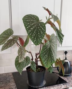 Angle wing Begonia plant.
