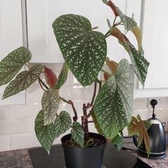 Angle wing Begonia plant.