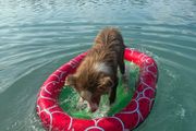 Floating air bed for dog