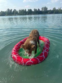 Floating air bed for dog