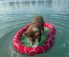 Floating air bed for dog