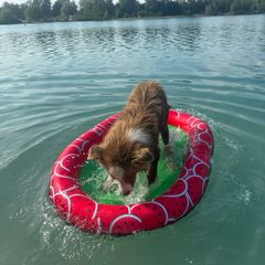 Floating air bed for dog