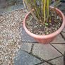 Garden Plant in large plastic pot Image 4