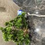plant Image 3
