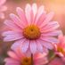 flowers277