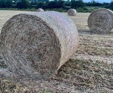 (now In Storage)world Class Hay
