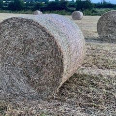 (now In Storage)world Class Hay
