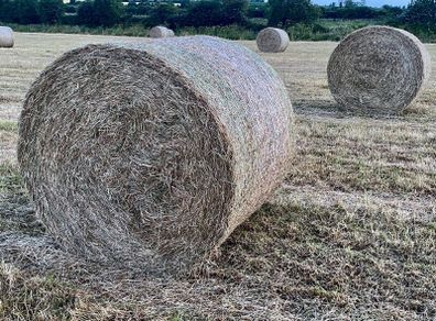 (now In Storage)world Class Hay