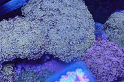 hammer corals frags/colonies