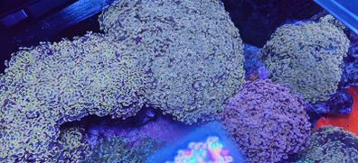 hammer corals frags/colonies
