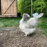 Silkie hatching eggs Image 2