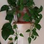 Beautiful large hanging plant Image 3