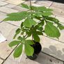 Conker tree sapling Image 2