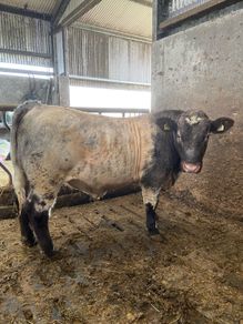 5Shorthorn Bull for sale