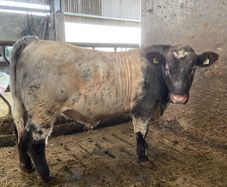 5Shorthorn Bull for sale