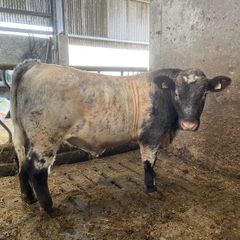 5Shorthorn Bull for sale