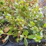 Flowering Shrubs, Garden Plants Image 5