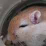 gerbils with cage Image 9