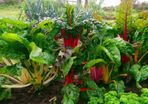 Rainbow Chard - Irish Seeds