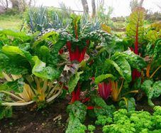 Rainbow Chard - Irish Seeds