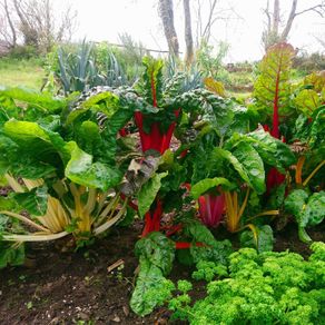 Rainbow Chard - Irish Seeds