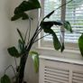 Bird of Paradise Strelitzia Reginae Image 5