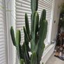 Very Tall Euphorbia ingens / eritrea (Candelabra Tree / Cowboy Cactus) Image 3