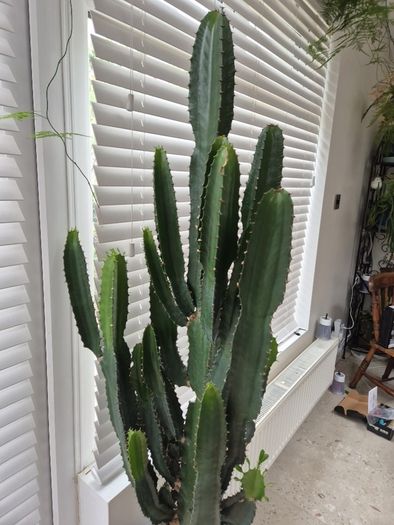 Very Tall Euphorbia ingens / eritrea (Candelabra Tree / Cowboy Cactus)