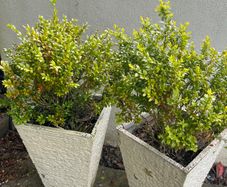 2 Tall Planters & Shrubs