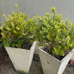 2 Tall Planters & Shrubs