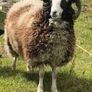 purebred jacob Ram Image 4