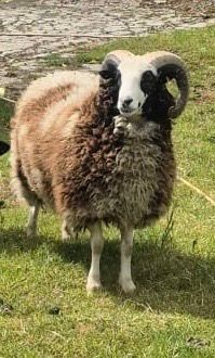purebred jacob Ram