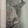 The Alsatian Wolf Dog Image 7